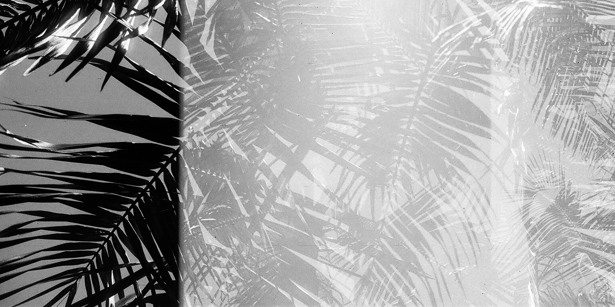 Palmenbild in schwarz-weiß